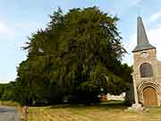 arbre pres de la chapelle saint-lunaire saint-lormel
