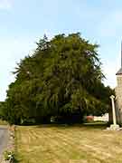 arbre pres de la chapelle saint-lunaire saint-lormel