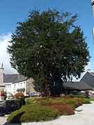 saint-mayeux arbre pres eglise saint-mayeux