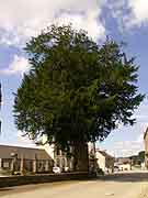 saint-mayeux arbre pres eglise saint-mayeux
