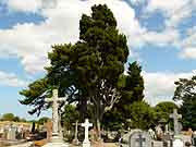 saint-brieuc arbre du cimetiere saint-michel